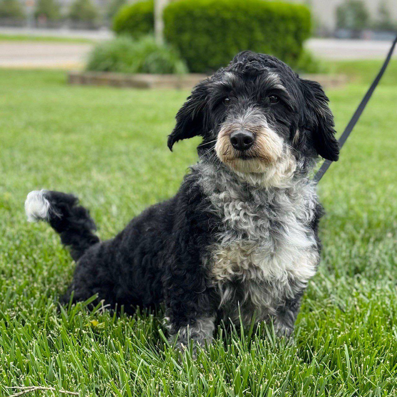 Mickey parent dog photo