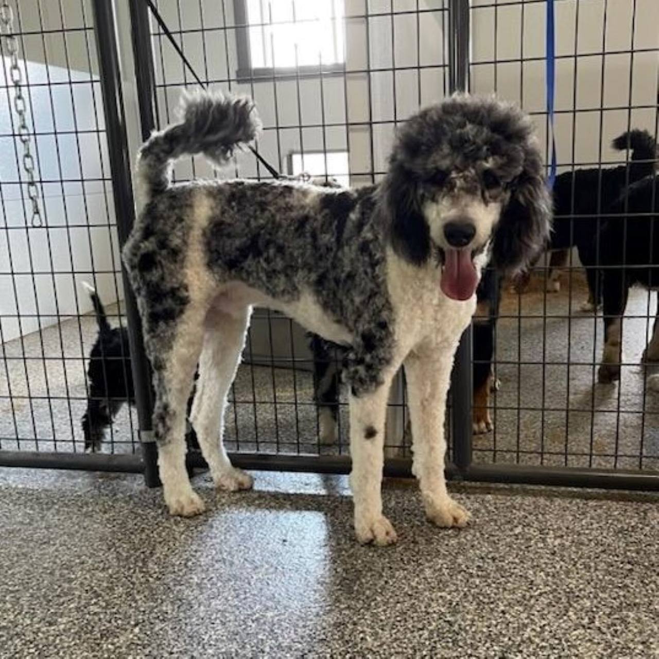 Ty parent dog photo