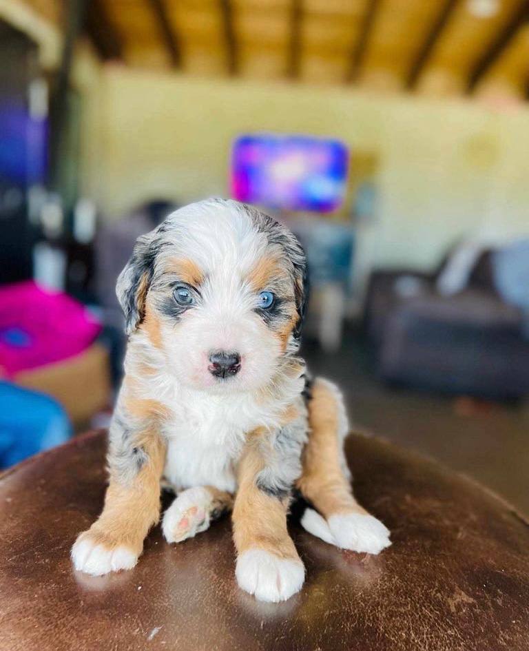Blossom puppy photo