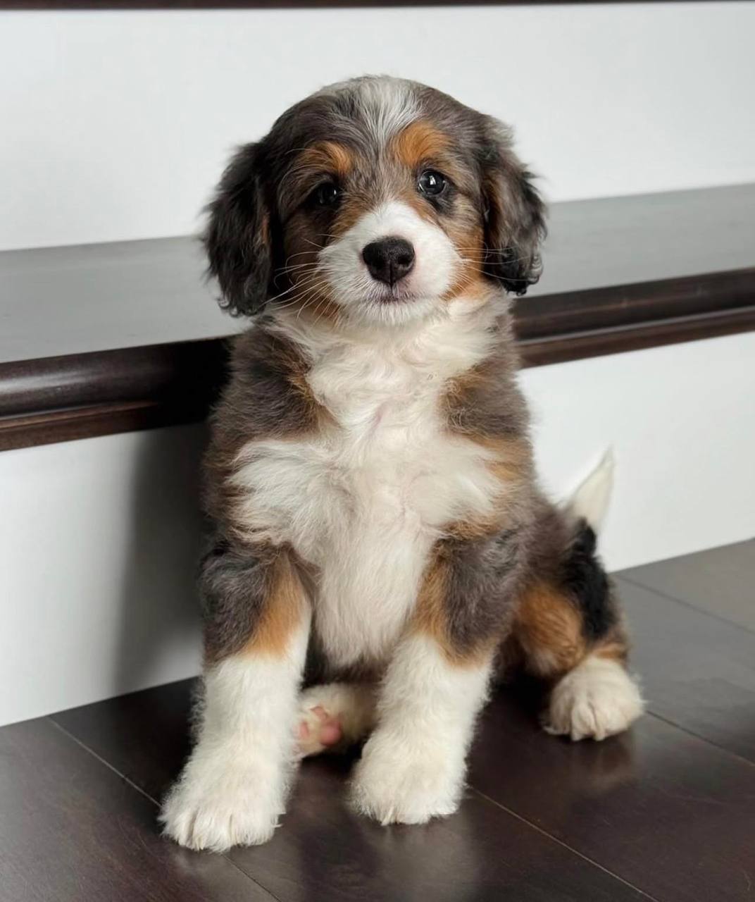 Kia puppy photo