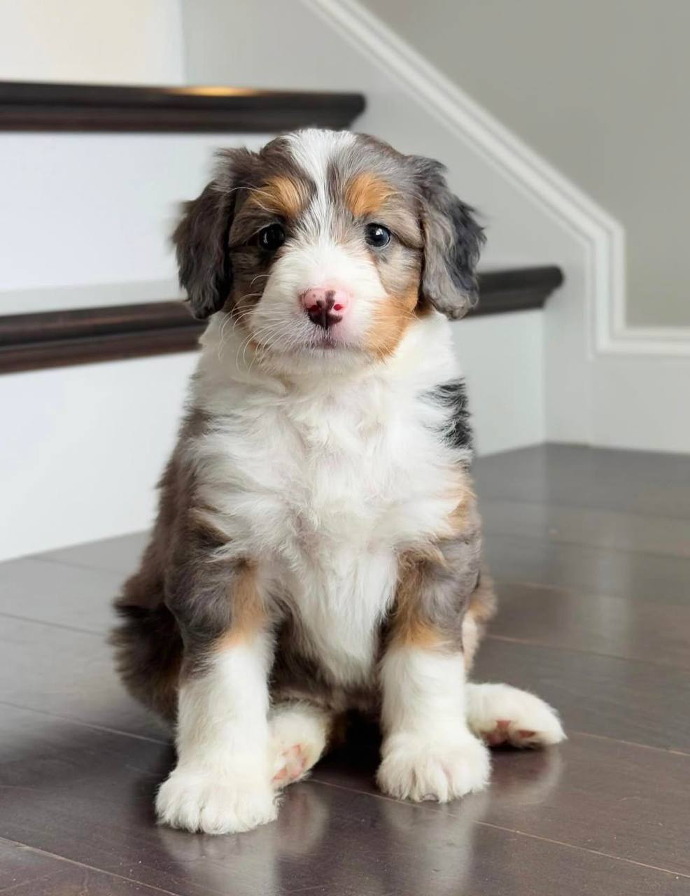 Jasmine puppy photo