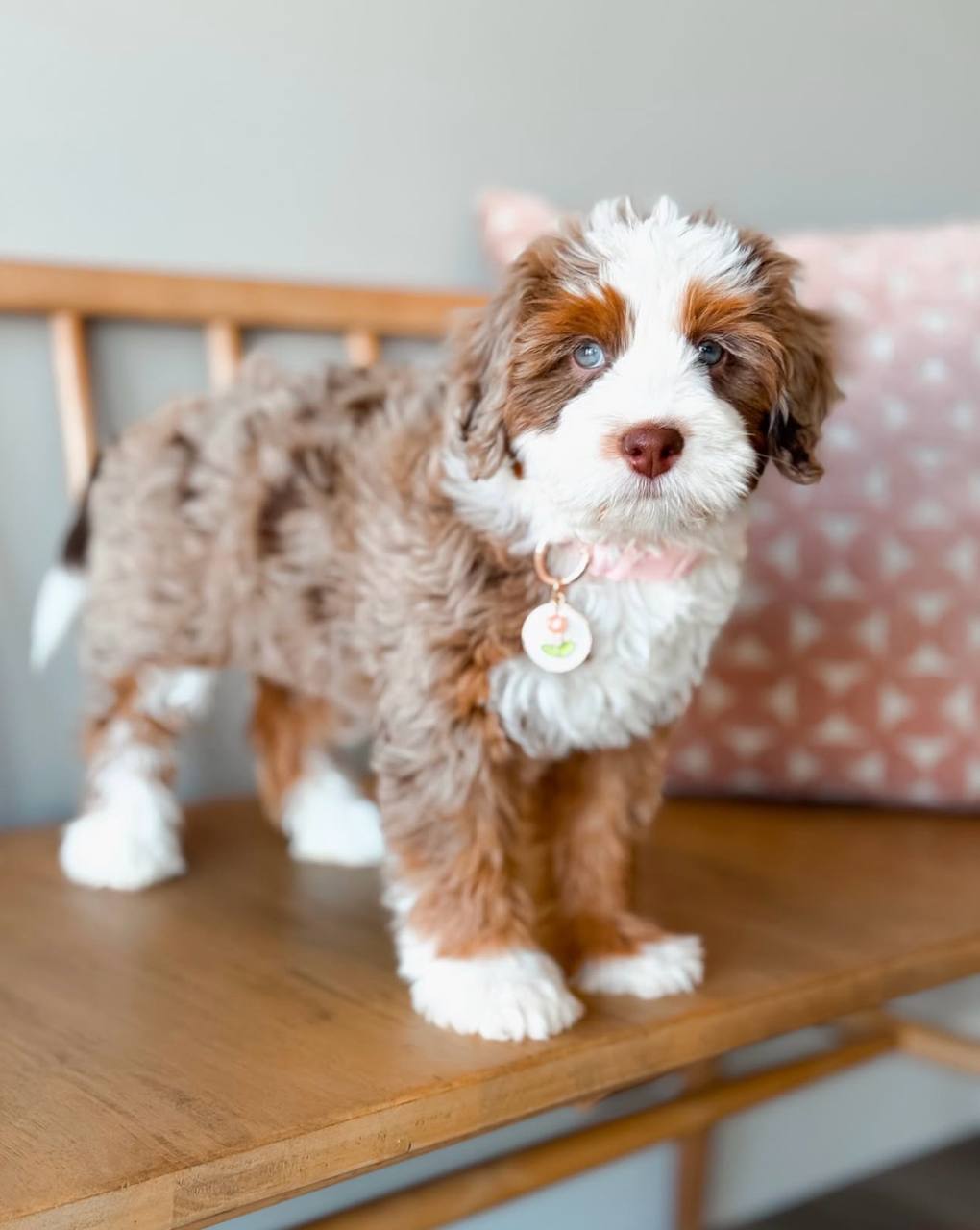 Maple puppy photo