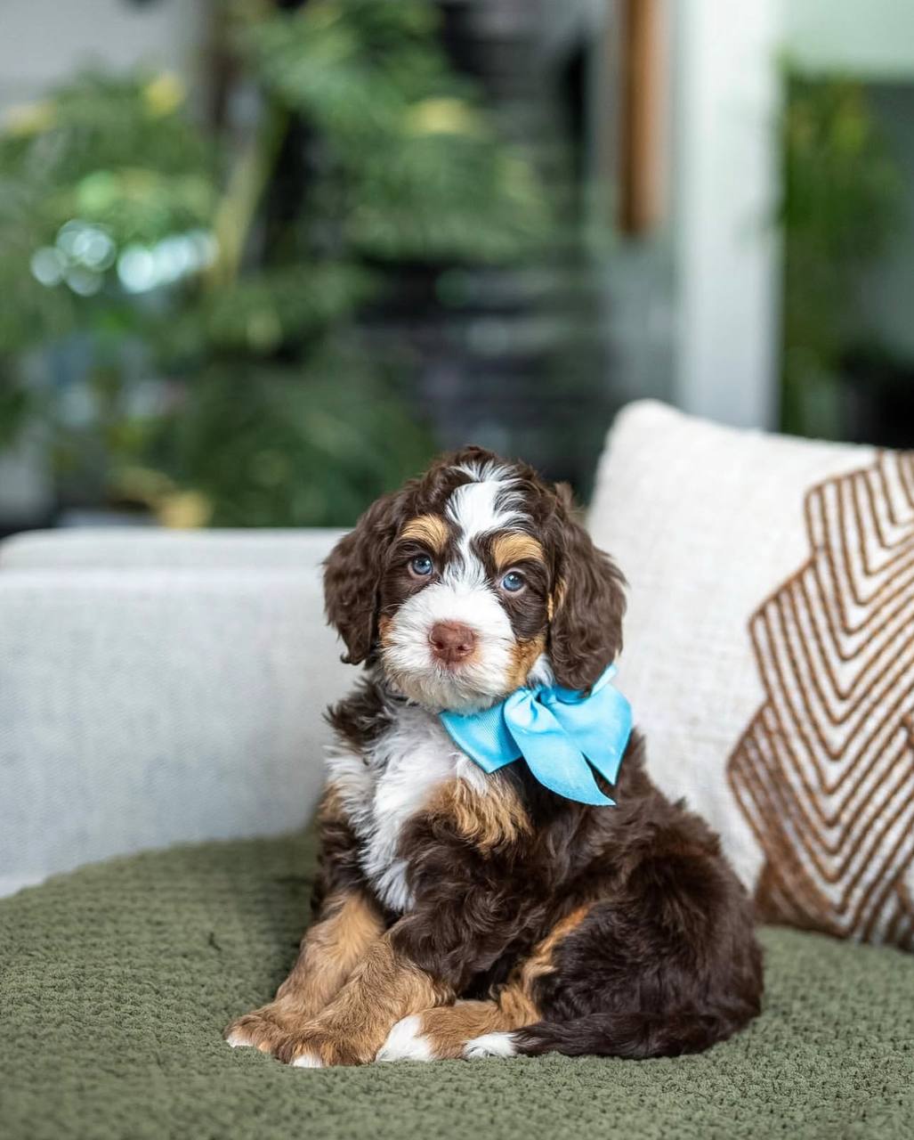 Cash puppy photo