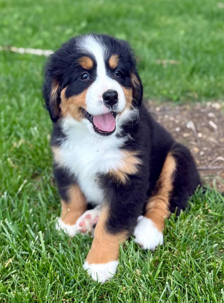 Rosie puppy photo