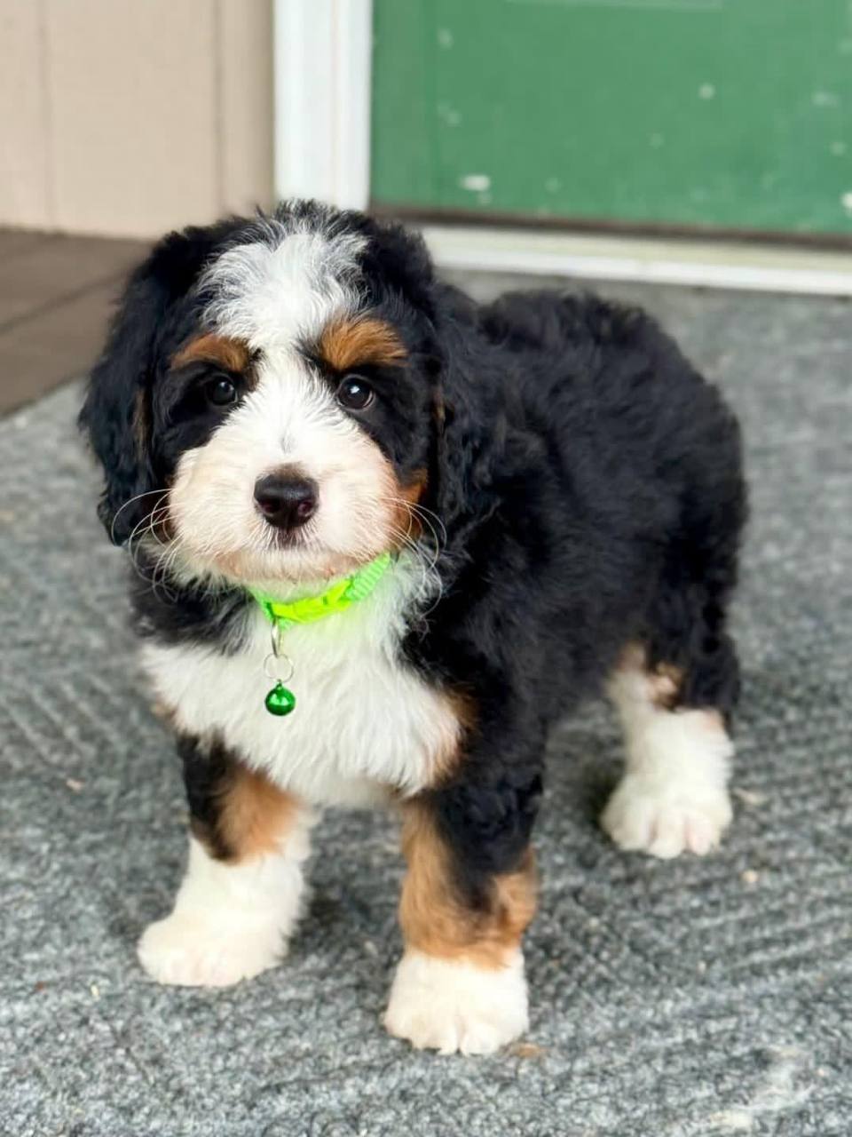 Willow puppy photo
