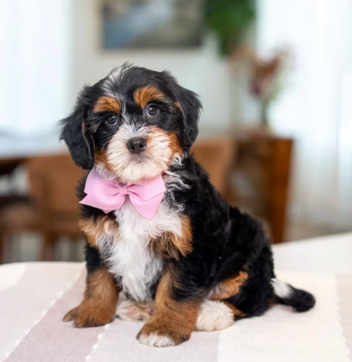 Rosie