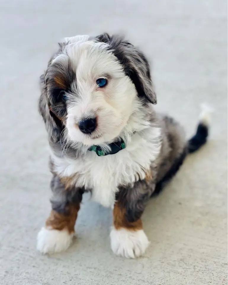 Zack puppy photo