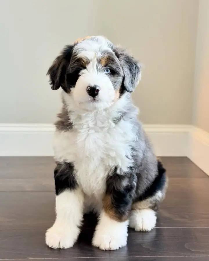 Bea puppy photo