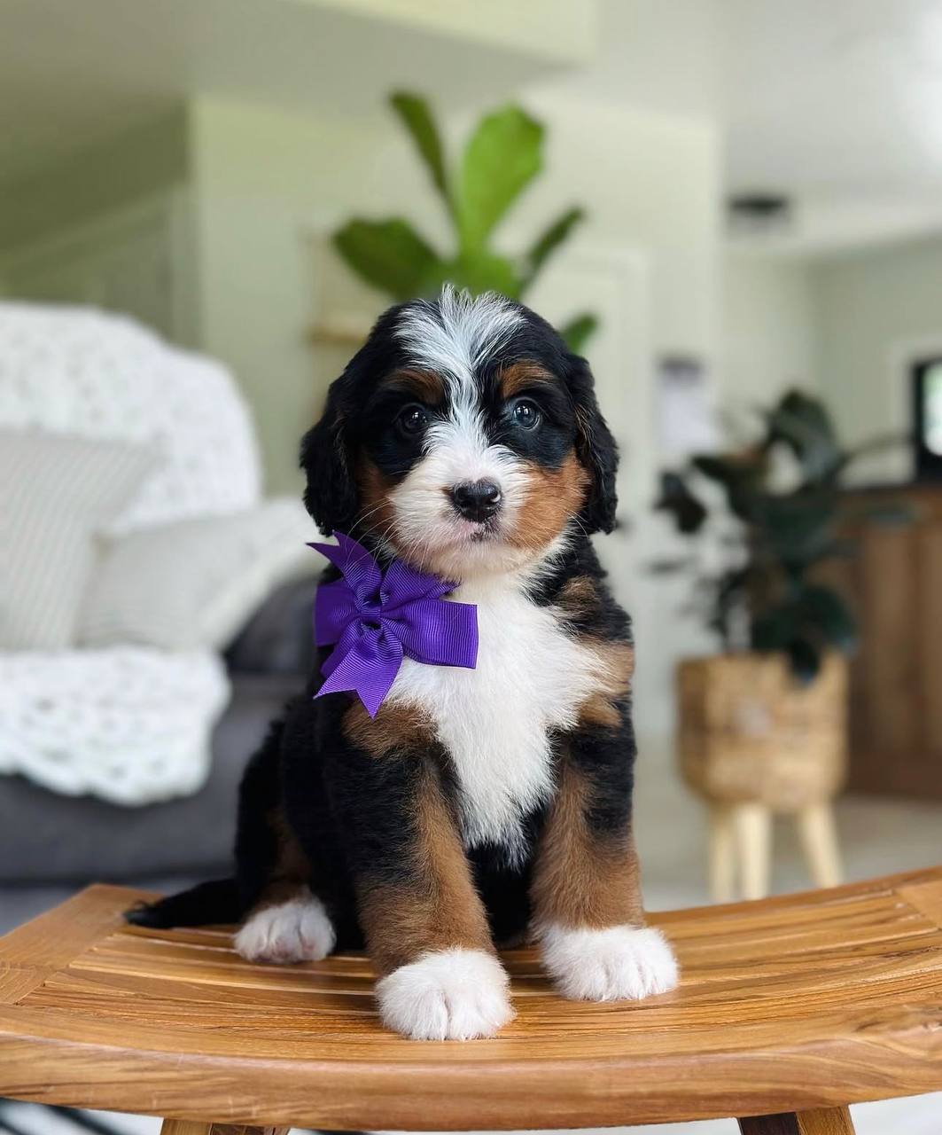 Bella puppy photo
