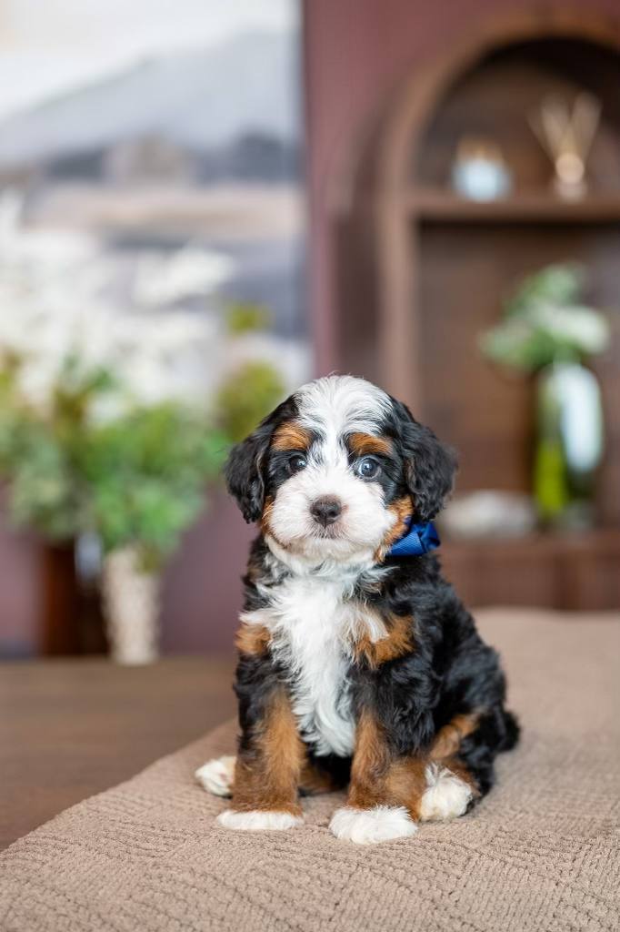 Winston